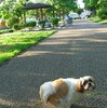 犬がうんこしてるとこ大特集