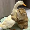 可愛いネコちゃんシリーズー2・・・