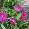 花盛りの庭