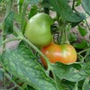 夏本番、収穫間近の野菜たち
