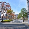 御池通の街路樹の紅葉2020、見頃や開花状況。