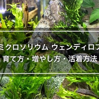 ミクロソリウム トライデントの育て方 活着 株分け 苔対策を紹介 たなごgo ミクロソリウム トライデントの育て方 活着 株分け 苔対策を紹介 たなごgo