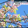 世界遺産で桜とライトアップを楽しんで！【熊本】