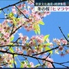 世界遺産で桜とライトアップを楽しんで！【熊本】