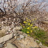 自然の猛威と生命力の強さに驚き　～濁流に流された桜の木が花をつける～