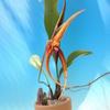 Bulbophyllum vanvuurenii  