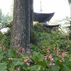 満開です秋海棠（シュウカイドウ）★岩湧寺