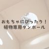 おもちゃにぴったり！植物専用ダンボール