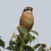 兵庫県）尼崎農業公園。バラ。モズ、ジョウビタキ。