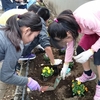 花壇の花植え