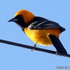 ベリーズ　色鮮やかな Hooded Oriole （フーデッド　オロオール） 