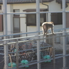 野生のサルに遭遇しました