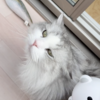 長毛猫の毛玉対策｜毛質が違う3匹でわかった、できやすい場所とブラッシング頻度