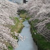 佐保川の桜２０２１年（３月下旬～４月初め）