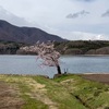 【長野県大町市】青木湖の一本桜とは？見頃はいつ？2025開花状況