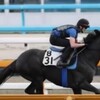 競馬無双で競馬予想！【オールカマー追い切り調教】 サトノノブレス立て直していい状態 「競馬レース結果ハイライト」2016年≪競馬場の達人,競馬予想≫JRA-VAN対応競馬ソフト