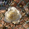白薔薇、白梅、東風吹かば～
