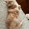 【愛猫】	12/1 定期検診「猫の吐く症状としこり、心筋症の疑い──検査から分かったこと」
