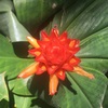 Costus Productus