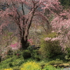 龍珠院の開花状況2018（2018/4/1）