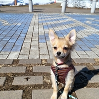 子なし夫婦　愛犬との散歩日記：子なし旦那と愛犬ゴン太のドタバタ劇の楽しい一日