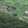 乗鞍岳畳平のお花畑で熊と遭遇！悲しい事故を防ぐ最も重要な熊対策とは？