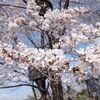 円山公園の桜と2021年3月の父の病状