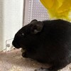 くろごまあん二世 291日目