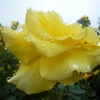 小田原フラワーガーデンのバラが見頃です＆今日はチェルトホノボーノで母の日前夜祭！