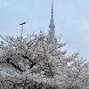 3月6日　隅田川の風景とスカイツリー