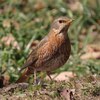 京都府立植物園。ハチジョウツグミ、ツグミ、シロハラ、アオジ、キセキレイ、シジュウカラ、ジョウビタキ、ヤマガラ、コゲラ、エナガ、メジロ、マガモ、トビ。※