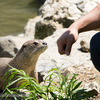 Korean Otter Research Center 한국수달연구센터