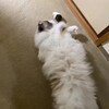 久しぶりに晴れてふくちゃんは熱心にお窓観察