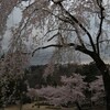 悠久山の花見　―蒼紫神社参道の桜道～&#9313;