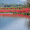 【海津市】津屋川の堤防に咲く彼岸花。