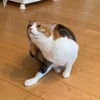 テンポ走10.65km