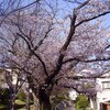 今年の桜は、