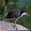 シンガポール　ガーデン・バイ・ザ・ベイ公園の野鳥たち