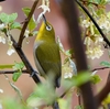 日本　ビックリグミの花とメジロ