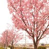 吹田市 JR岸辺駅周辺の桜の開花