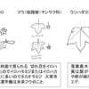 長門のアメリカフウ（モミジバフウ）とタイワンフウ（フウ）のこと