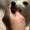 犬の歯磨きは難しいので、ちょっと試してみた