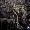 「石正美術館のしだれ桜」ライトアップを撮ってきた。