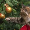 猫 VS 番犬 クリスマスツリー攻防戦