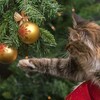 猫 VS 番犬 クリスマスツリー攻防戦