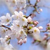 今年もツマキチョウを求めて