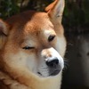 片見月