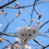 春の散歩～楽しんでいます。