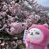 寒地土木研究所の千島桜が見頃だったのでぬい撮りをしてきました