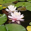 神代植物公園（東京都調布市）のスイレン：その可憐さに癒やされる